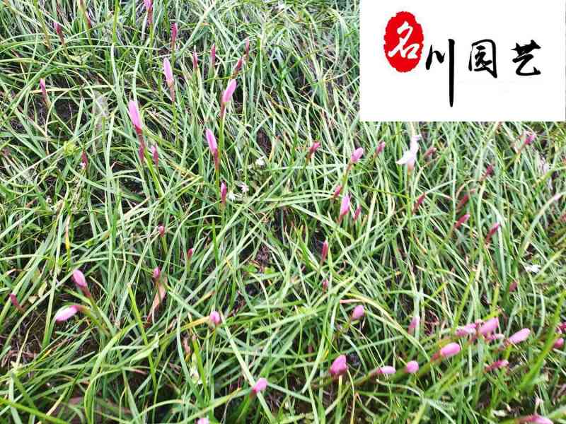 葱兰苗圃基地直供多年生地被草花成都葱兰批发价格