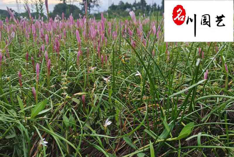 葱兰苗圃基地直供多年生地被草花成都葱兰批发价格