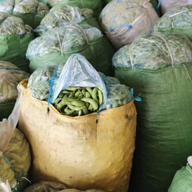 现货毛豆大量上市中货源充足价格优惠对接全国市场