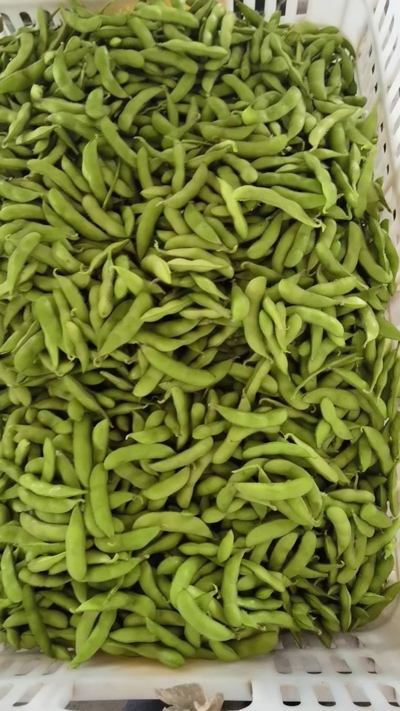 现货毛豆大量上市中货源充足价格优惠对接全国市场