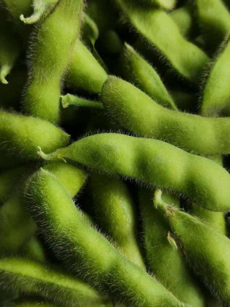 现货毛豆大量上市中货源充足价格优惠对接全国市场