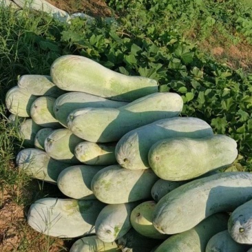精品白皮冬瓜产地直发一手货源品质好价格优惠对接全国