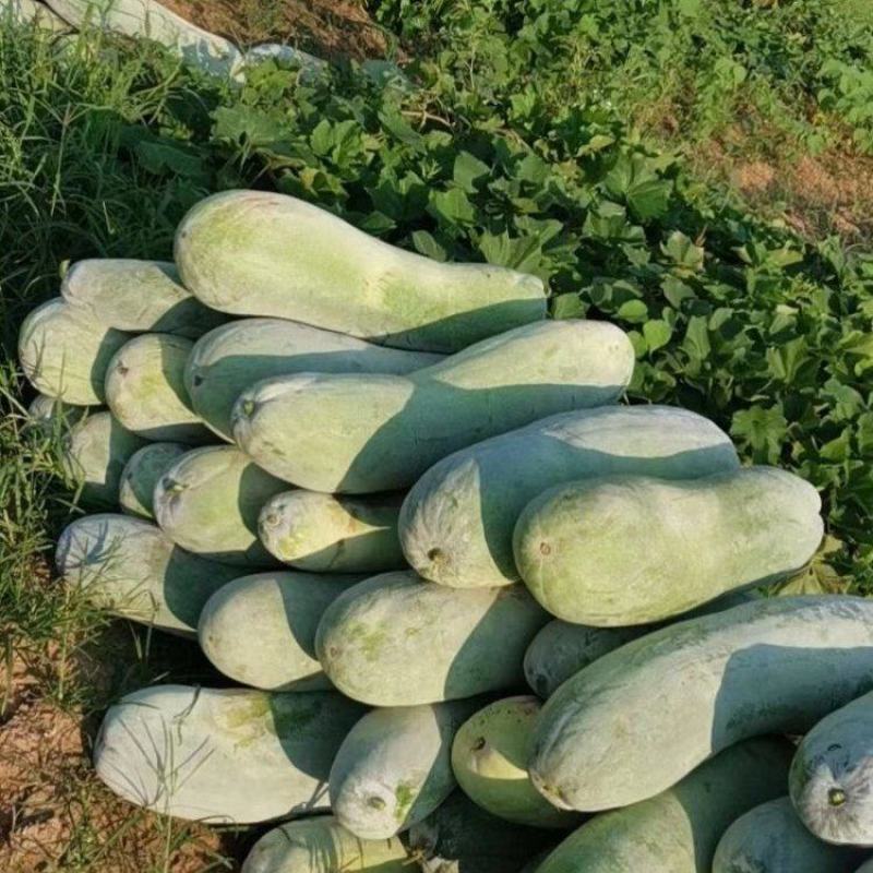精品白皮冬瓜产地直发一手货源品质好价格优惠对接全国