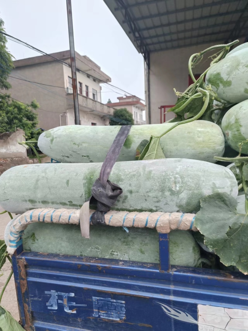 精品白皮冬瓜产地直发一手货源品质好价格优惠对接全国