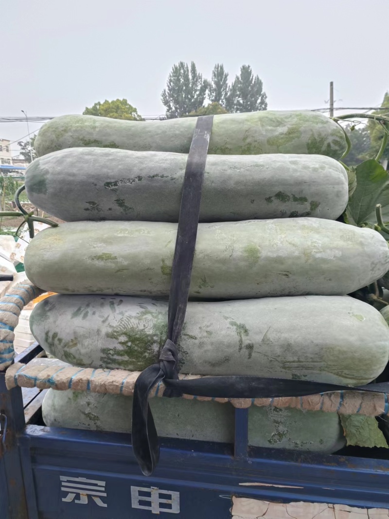 精品白皮冬瓜产地直发一手货源品质好价格优惠对接全国