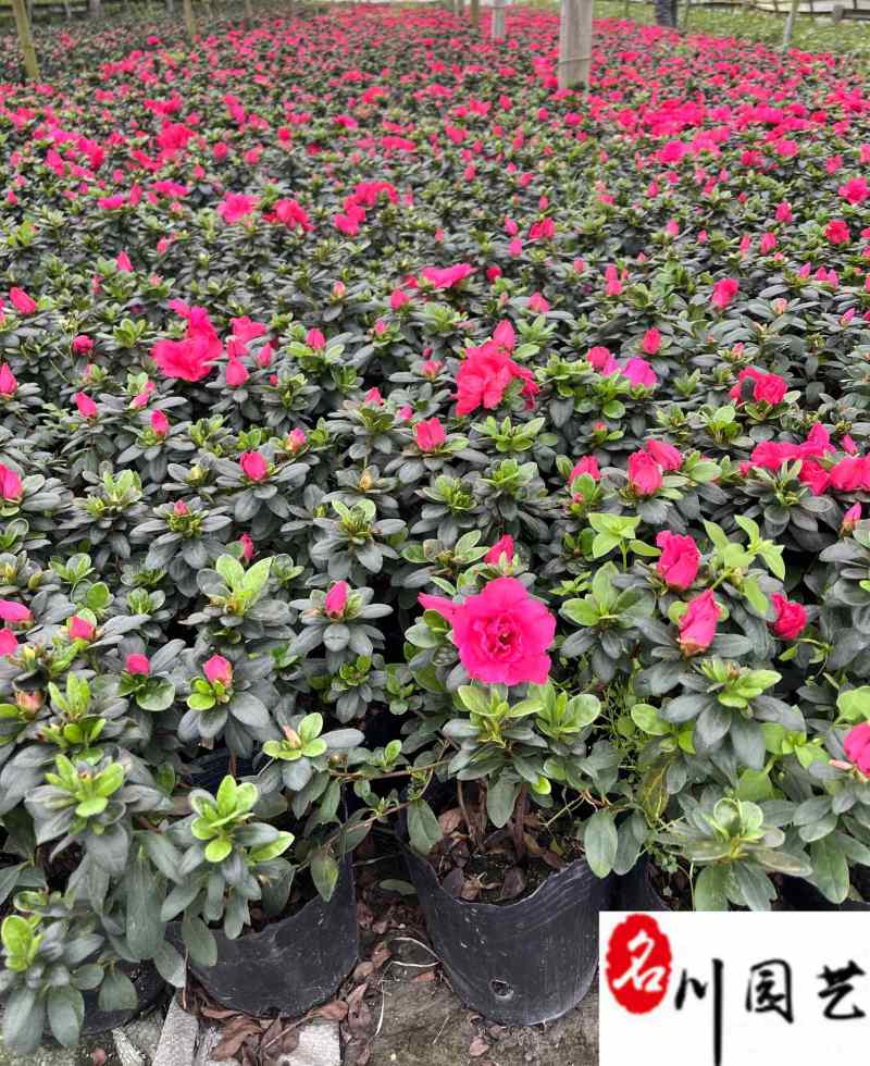 四川西洋鹃批发成都西洋鹃苗圃基地直供西洋鹃杯苗价格