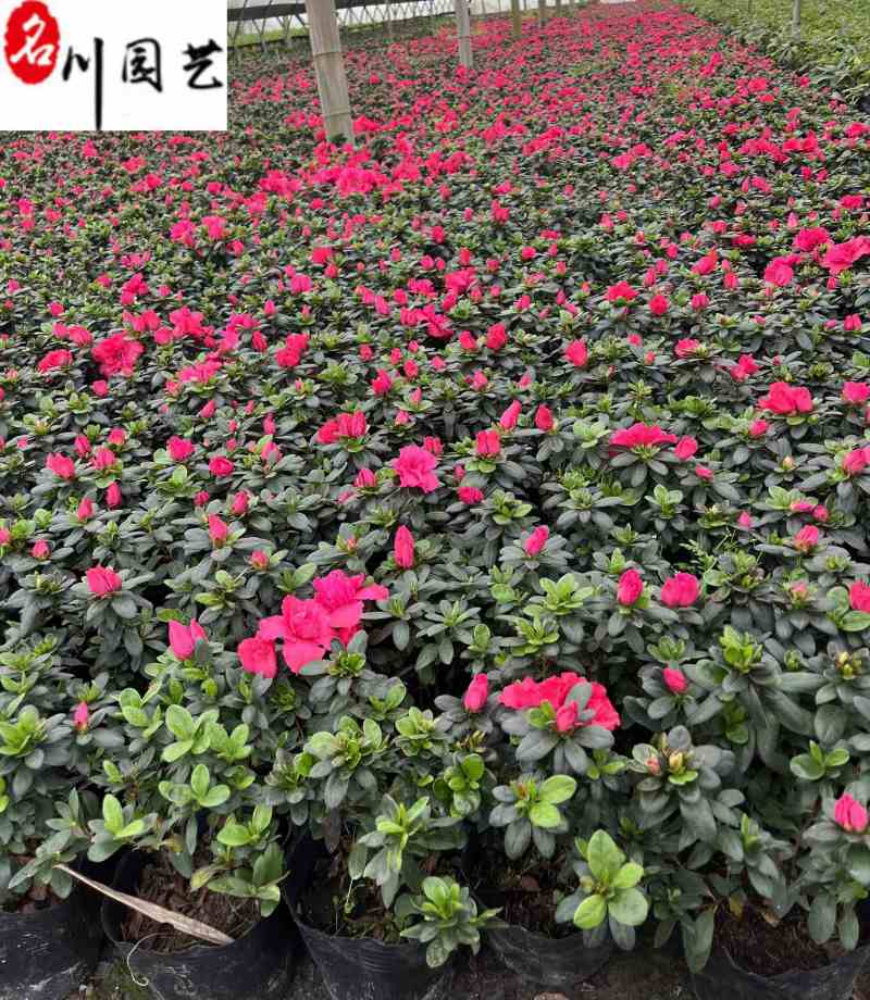 四川西洋鹃批发成都西洋鹃苗圃基地直供西洋鹃杯苗价格