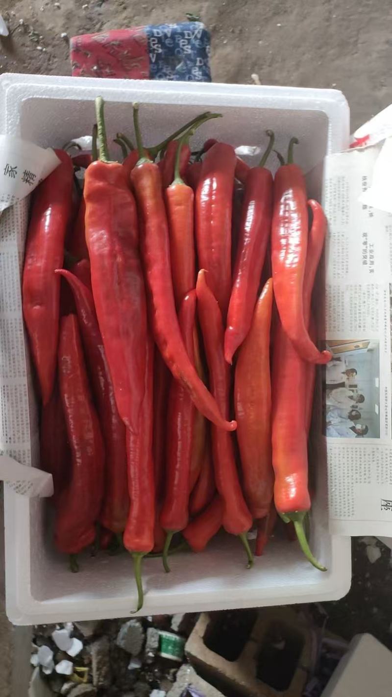 精品红辣椒鲜辣椒产地直发一手货源对接全国市场价格低