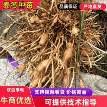 麦冬苗药材苗四川基地直供