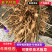 麦冬苗药材苗四川基地直供