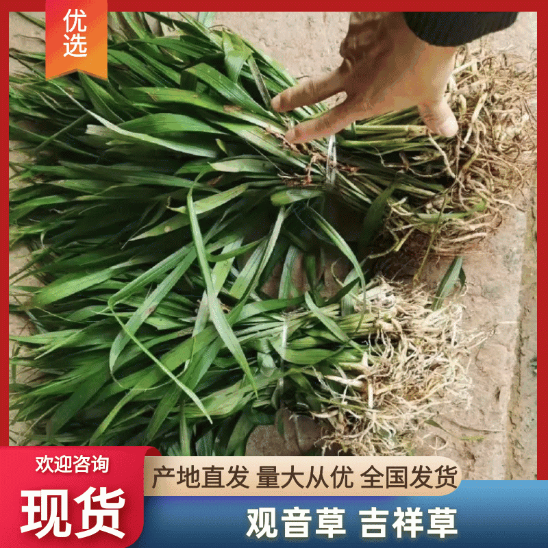 吉祥草观音草户内外观赏植物四季常青乔迁花卉