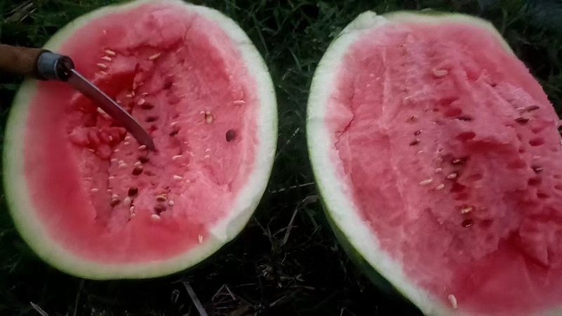 广西甜王西瓜地头直发一条龙服务保质保量整车发货电商瓜市场