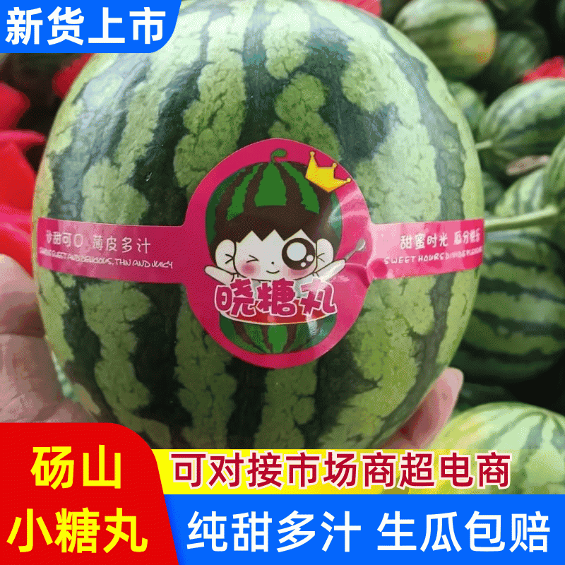 小糖丸西瓜/礼品小西瓜/手剥西瓜/冰淇淋小糖丸/现摘