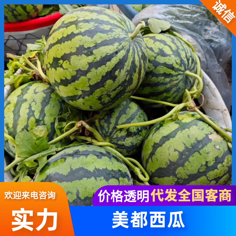 美都麒麟西瓜无籽西瓜有籽西瓜包熟包甜现摘现发