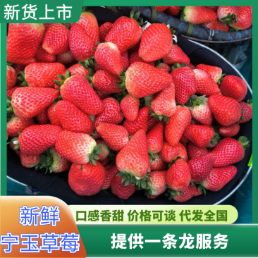 【下架】草莓宁玉草莓产地直供，包装精美齐全对接各大客商