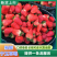 【下架】草莓宁玉草莓产地直供，包装精美齐全对接各大客商