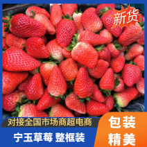 宁玉草莓苗，妙香奶油草莓上市了，规格齐全对接各大老板