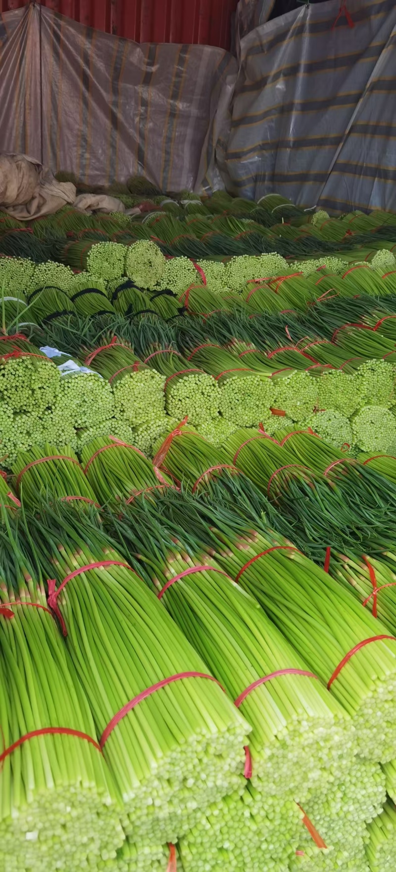 原产地精品红帽蒜薹价格优惠货源充足产地直发一条龙服务