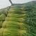 原产地精品红帽蒜薹价格优惠货源充足产地直发一条龙服务