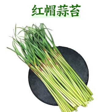 新鲜蒜薹，大量上市，供各大市场电商平台大型超市