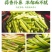 新鲜蒜薹，大量上市，供各大市场电商平台大型超市