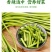 新鲜蒜薹，大量上市，供各大市场电商平台大型超市