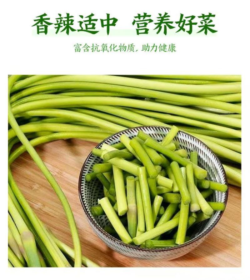 新鲜蒜薹，大量上市，供各大市场电商平台大型超市