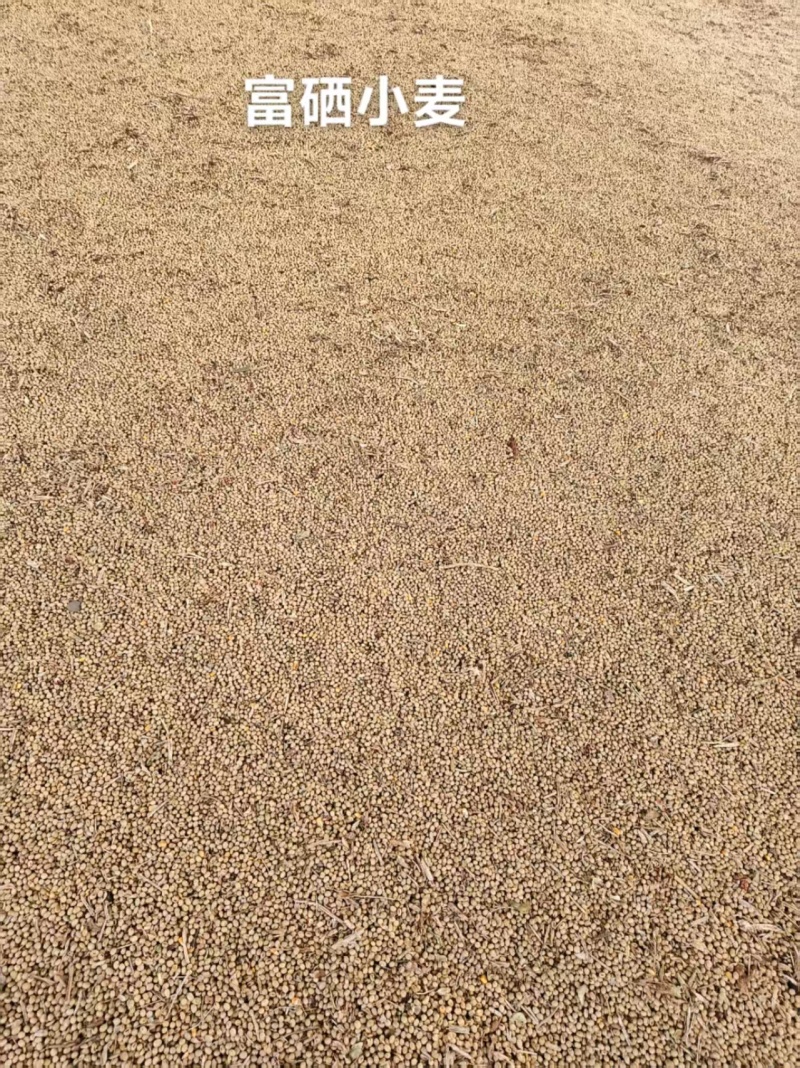 富硒小麦大量供应，货源充足，量大从优，欢迎咨询