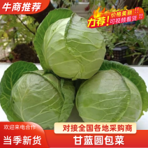 中甘甘蓝（精品甘蓝）大量现货供应规格齐全可视频看货发全国