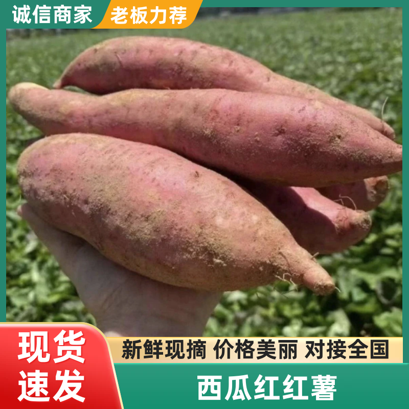 河南红薯大量供应一手货源全国发货对接超市批发商