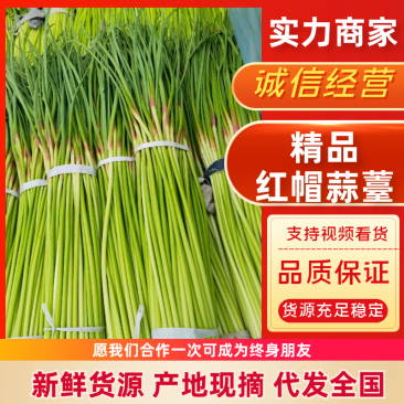 原产地精品红帽蒜薹价格优惠货源充足产地直发一条龙服务