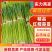 原产地精品红帽蒜薹价格优惠货源充足产地直发一条龙服务
