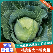 河南甘蓝一手货源产地直发对接批发商商超
