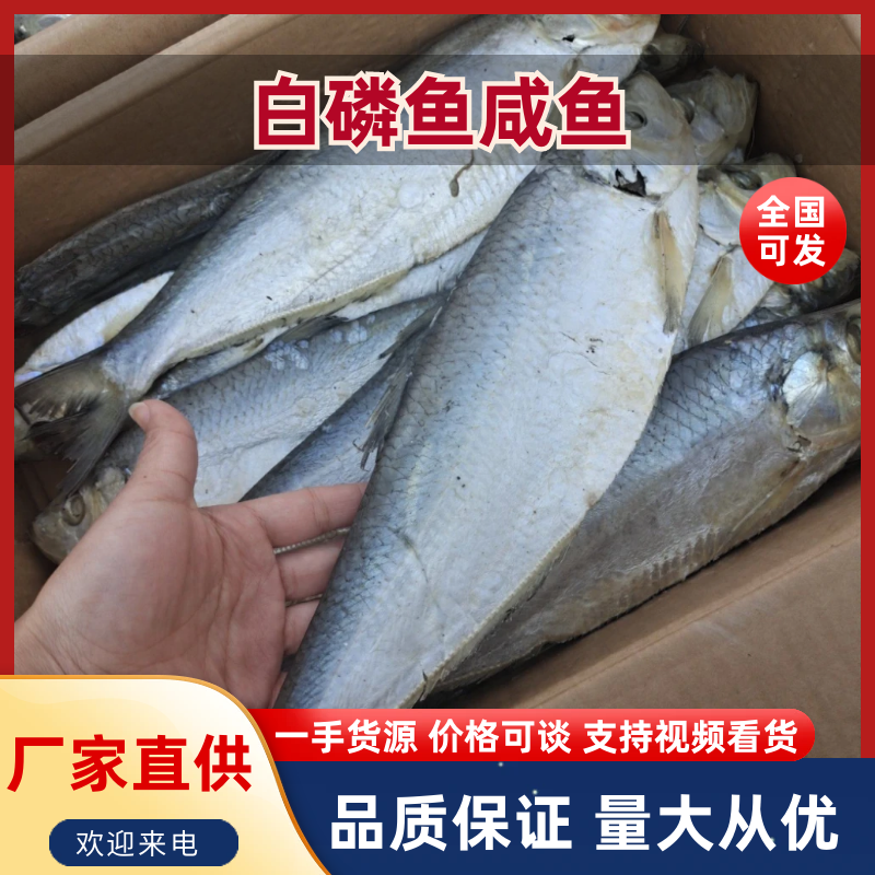 山东咸鱼白磷鱼咸鱼煎炸蒸均可肉质鲜美品质保证