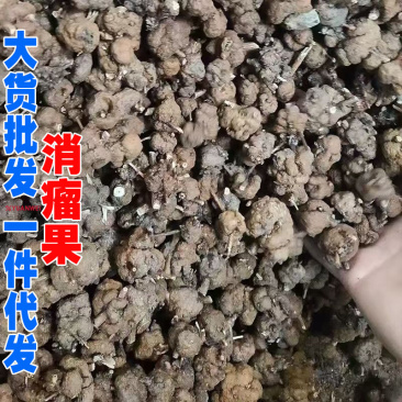 消瘤果产地货源一件代发