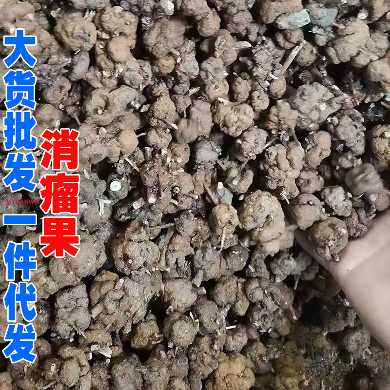 消瘤果产地货源一件代发