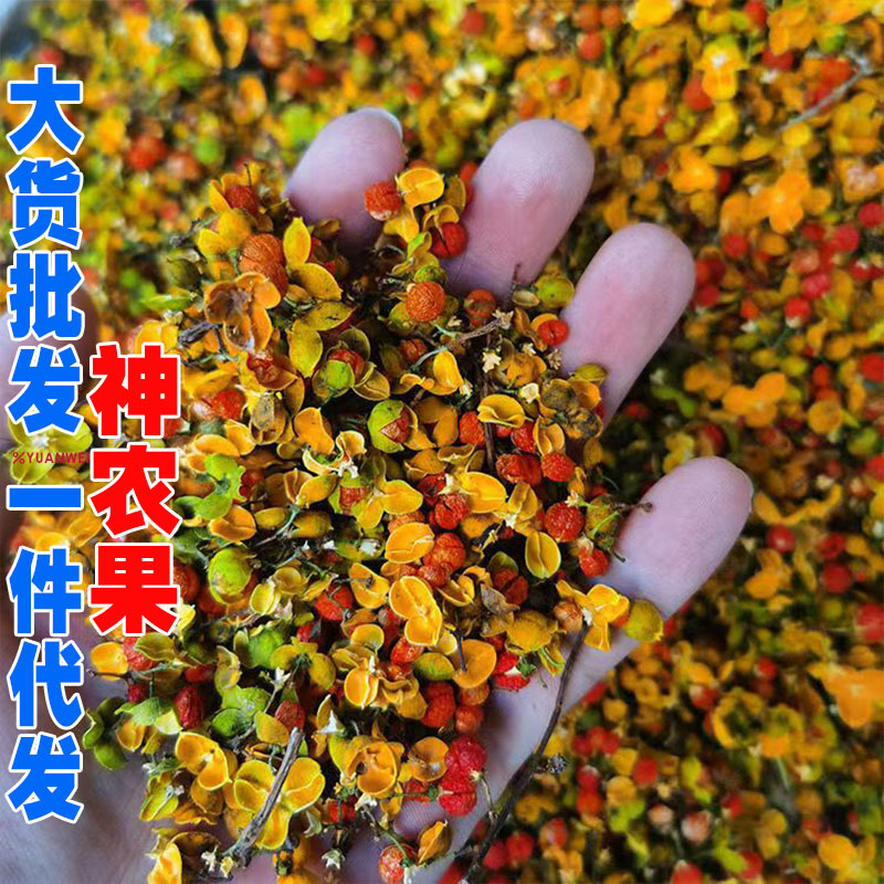 合欢花神农果金色消留果红宝石合欢花大货批发