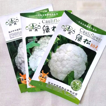 绿松青梗松花菜种子耐热耐湿蕾枝青梗雪白松大