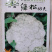 绿松青梗松花菜种子耐热耐湿蕾枝青梗雪白松大