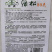 绿松青梗松花菜种子耐热耐湿蕾枝青梗雪白松大