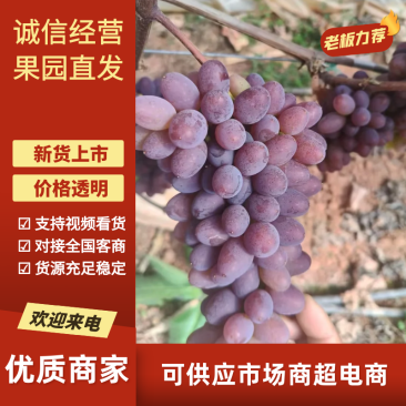 【现货直发】茉莉香葡萄产地直发可视频看货对接全国