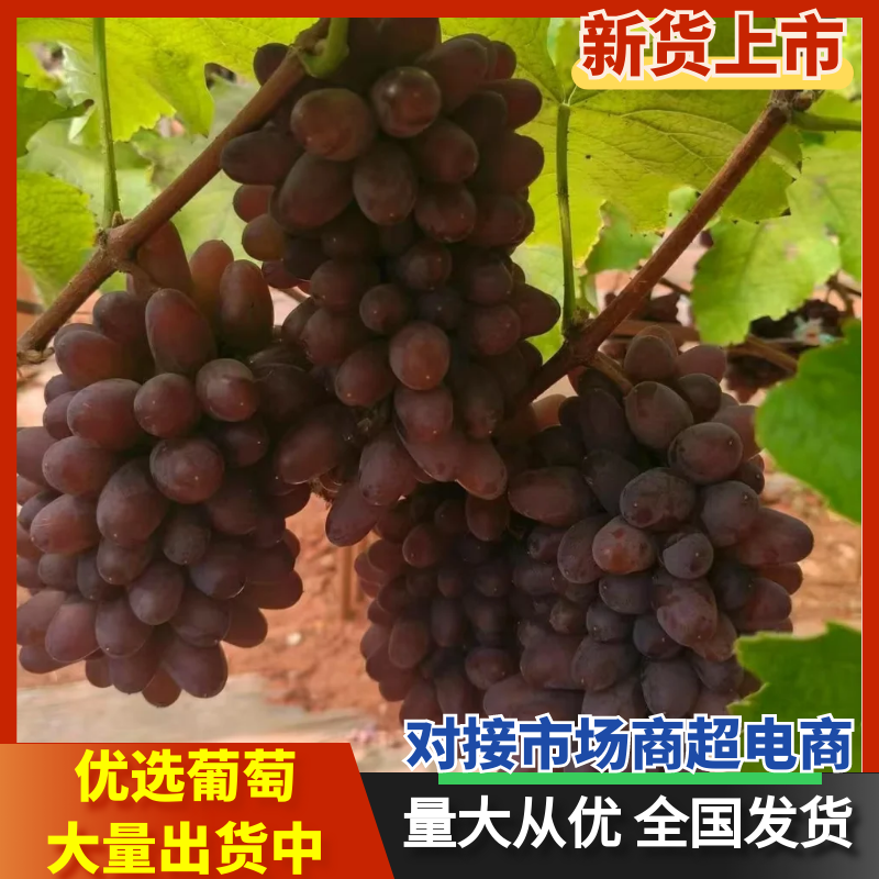 云南精品茉莉香葡萄质量保证糖度高果粉好现货直发