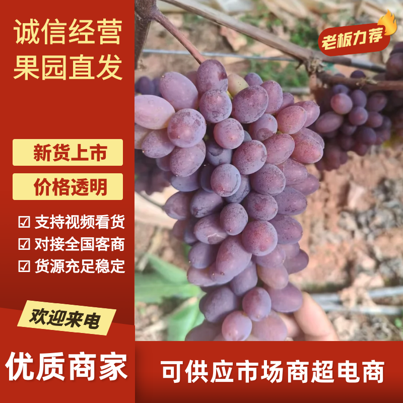 茉莉香葡萄产地直发量大从优可视频看货对接全国各地客商