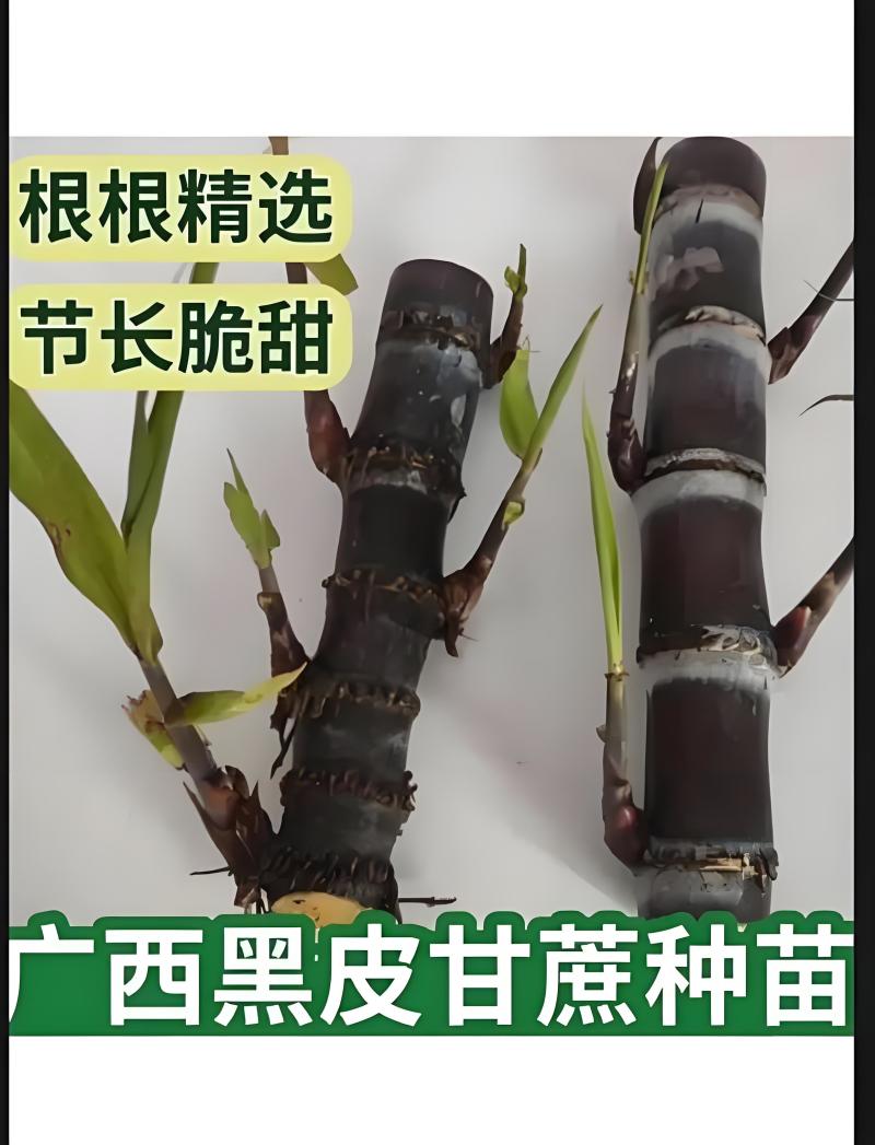 黑皮甘蔗种苗，黄皮甘蔗种苗，大灰种苗脱毒种苗