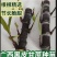 黑皮甘蔗苗黄皮甘蔗种苗合适北方种植专业技术指导