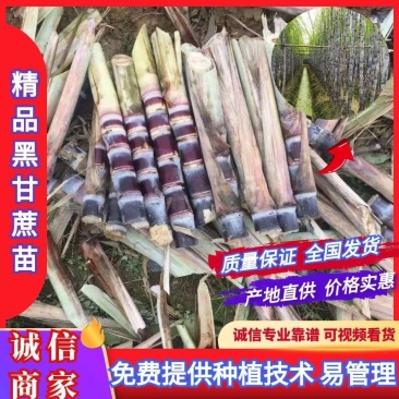 黑皮甘蔗苗黄皮甘蔗种苗合适北方种植专业技术指导