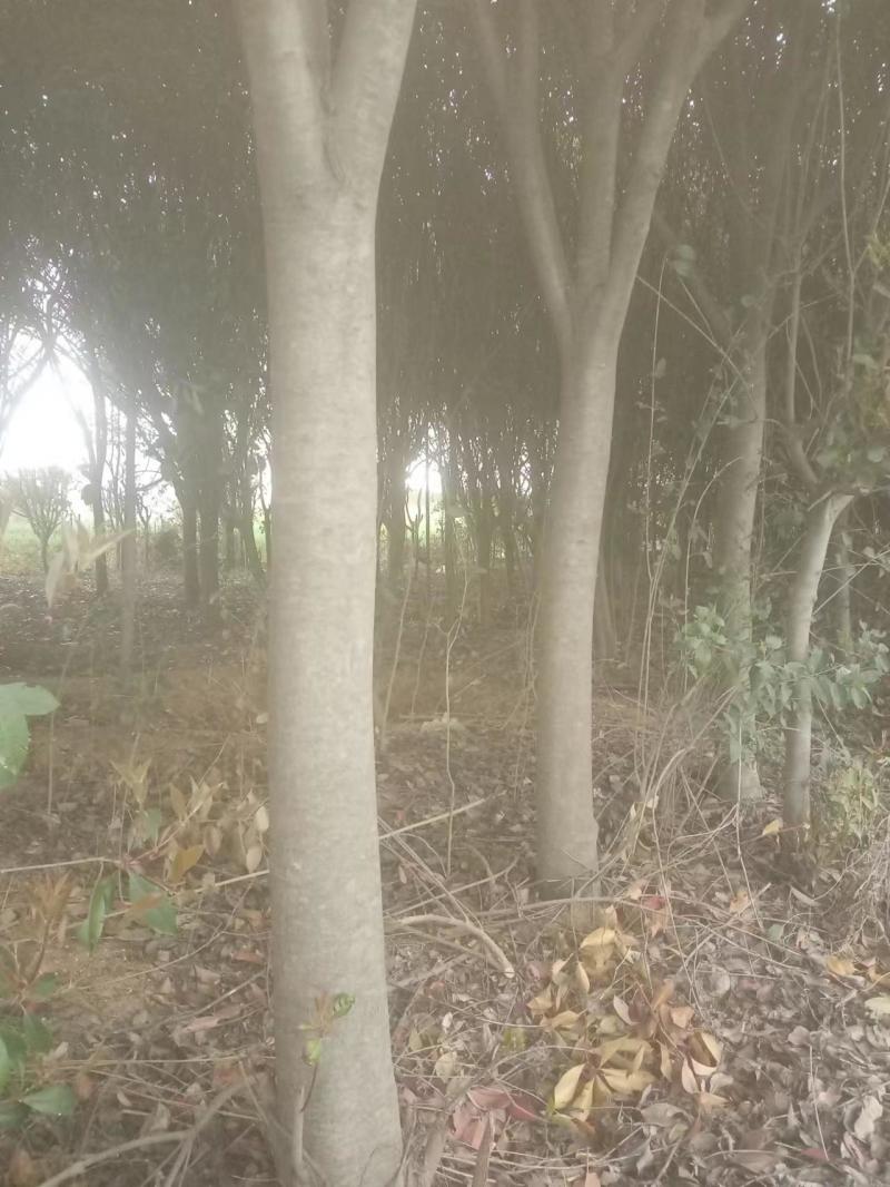 红叶石楠基地直发根系粗壮易成活欢迎下单咨询