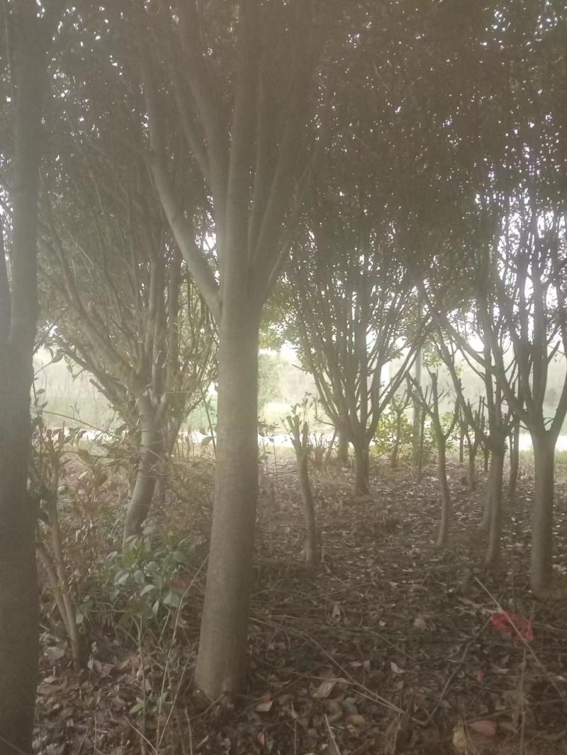 红叶石楠基地直发根系粗壮易成活欢迎下单咨询