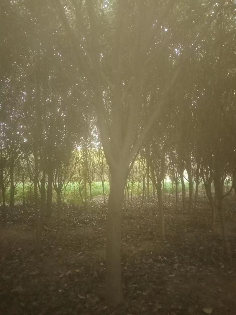 红叶石楠基地直发根系粗壮易成活欢迎下单咨询