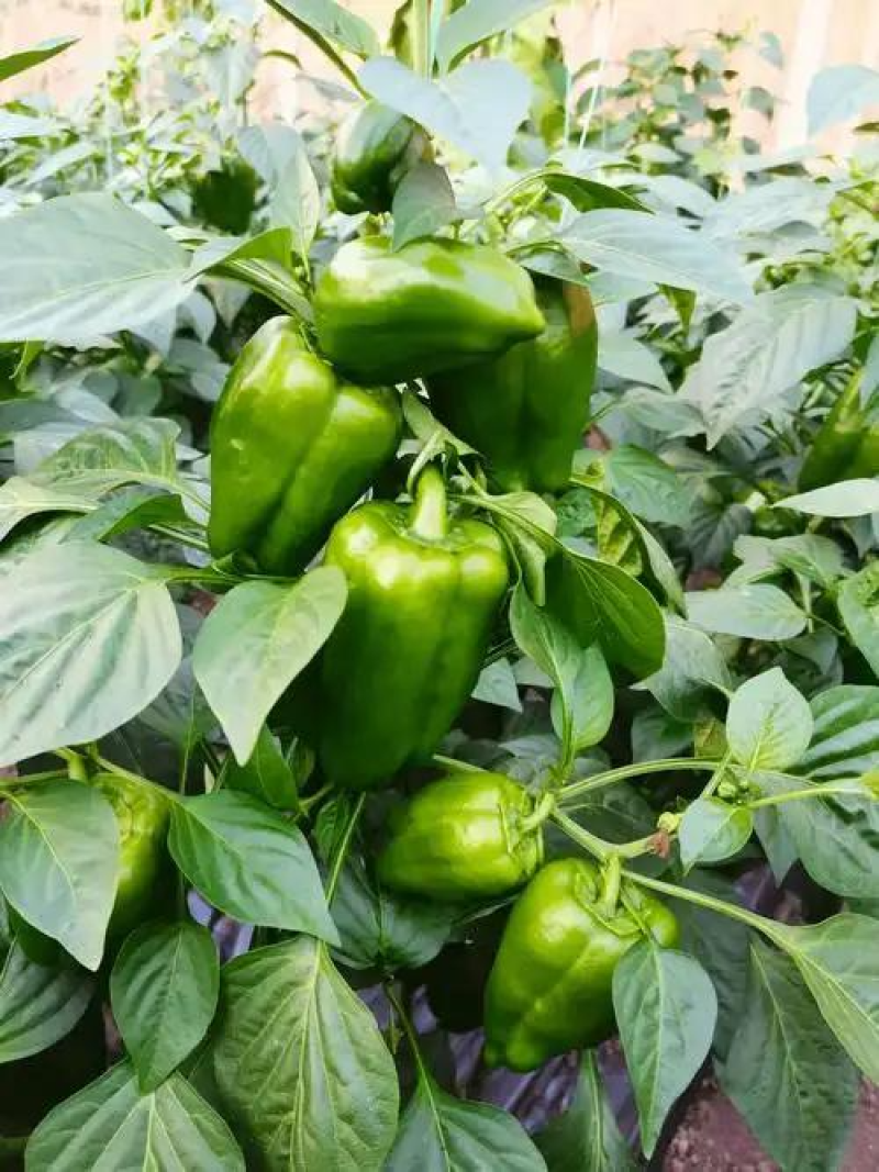 太空椒圆椒兰陵辣椒精品辣椒新鲜辣椒食堂货电商货发全国